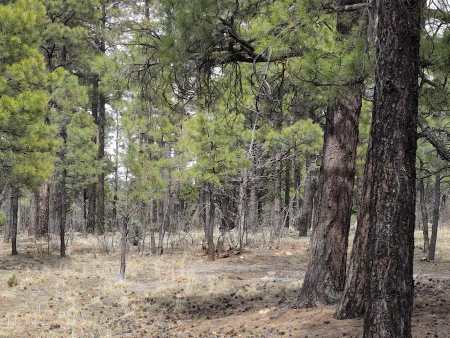 2563 Pine Valley Road, Happy Jack, AZ 86024 - #3