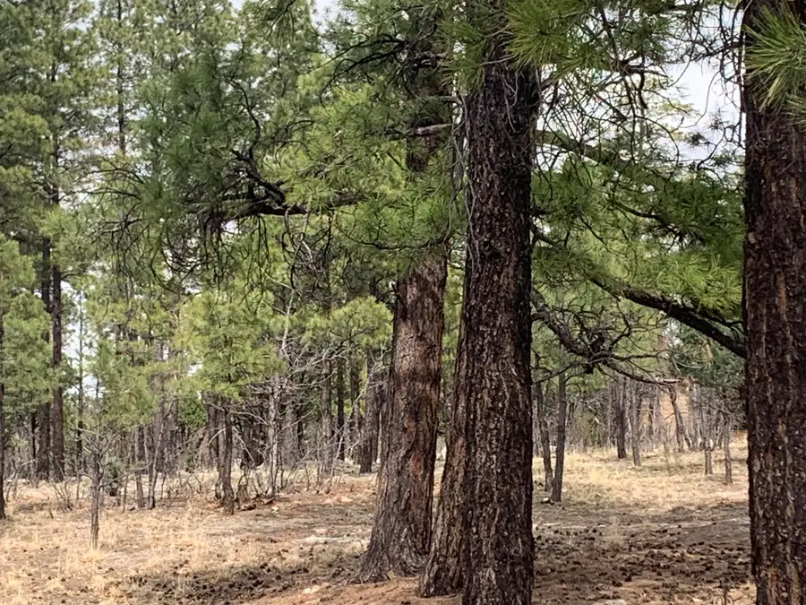 4333 Horseshoe Drive, Happy Jack, AZ 86024 - #2