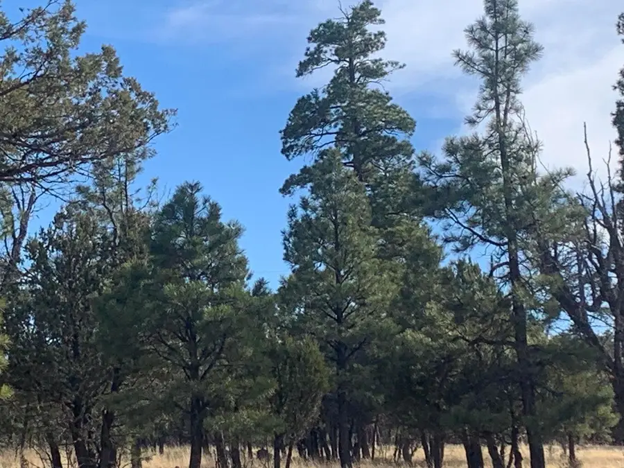 2321 San Juan Drive, Happy Jack, AZ 86024 - #2