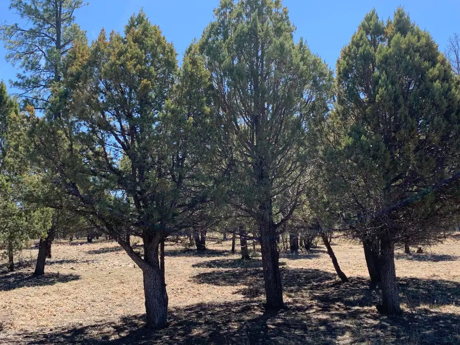 2321 San Juan Drive, Happy Jack, AZ 86024 - #3