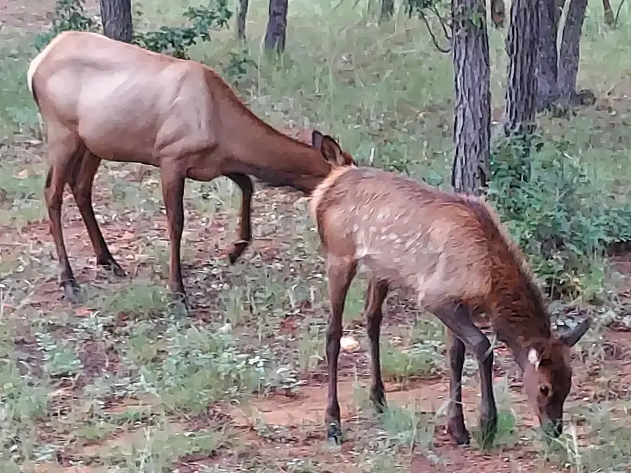 2796 Hummingbird Circle, Happy Jack, AZ 86024 - #3