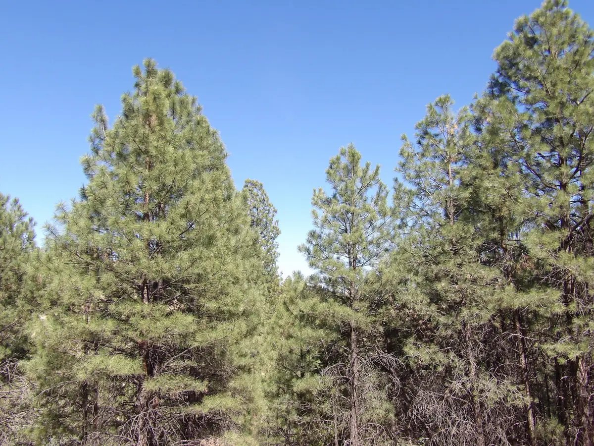 1601 Moqui Drive, Happy Jack, AZ 86024 - #1