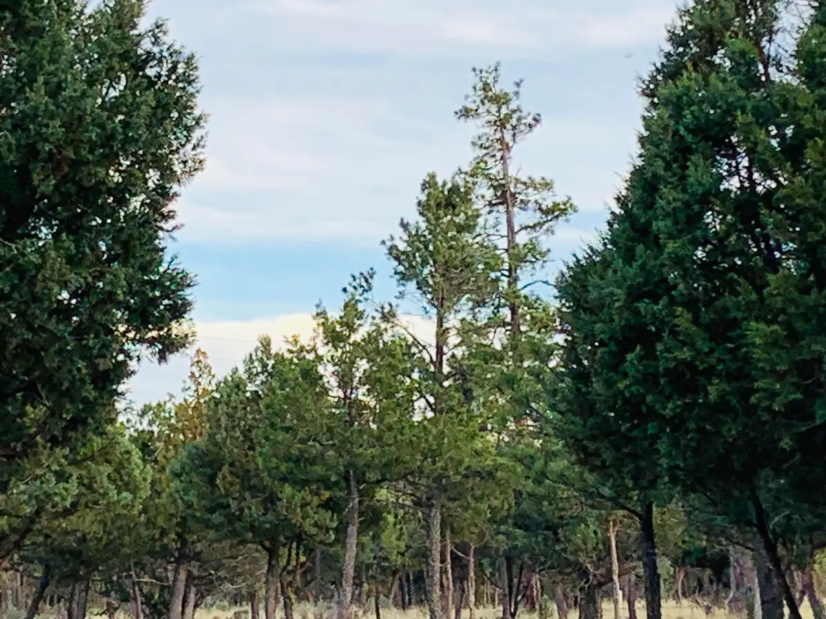 5732 Raton Circle, Happy Jack, AZ 86024 - #1