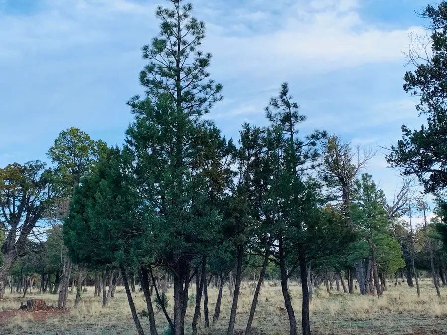 5732 Raton Circle, Happy Jack, AZ 86024 - #3