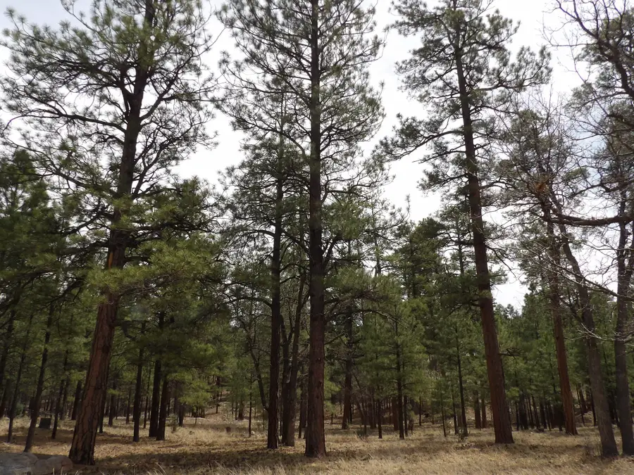2011 Pine Canyon Drive, Happy Jack, AZ 86024 - #2