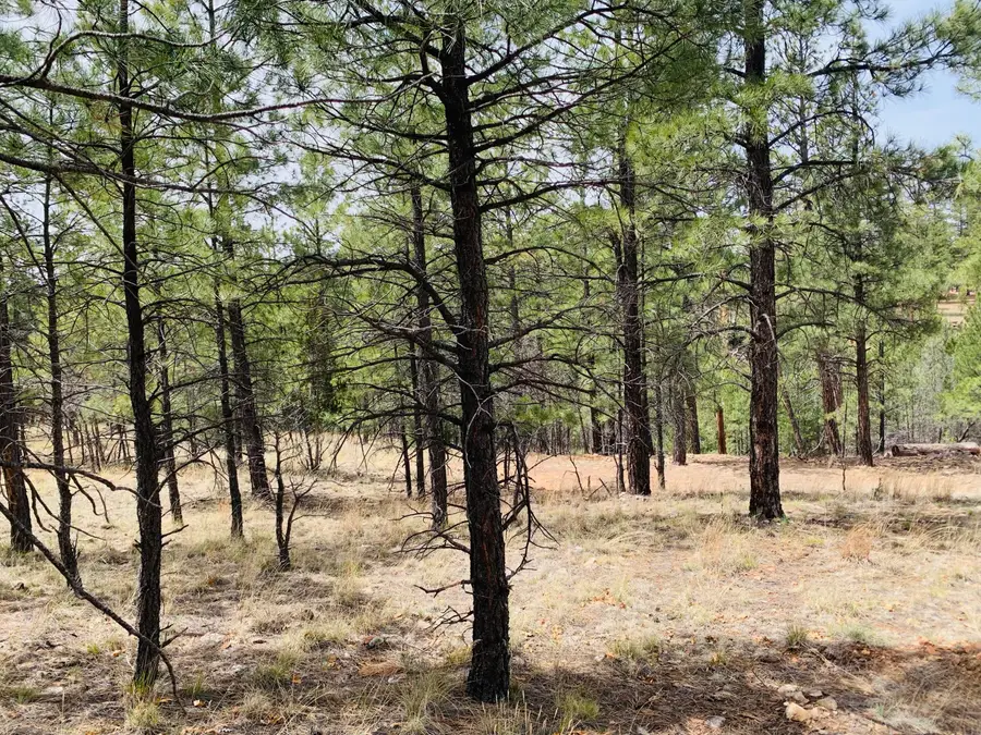 2788 Canyon View Drive, Happy Jack, AZ 86024 - #3