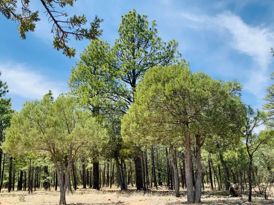 2874 Timber Ridge Circle, Happy Jack, AZ 86024 - #2