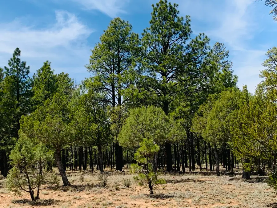 2874 Timber Ridge Circle, Happy Jack, AZ 86024 - #3
