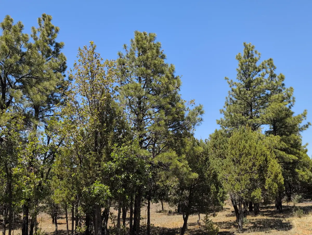 2869 Roundup Circle, Happy Jack, AZ 86024 - #1