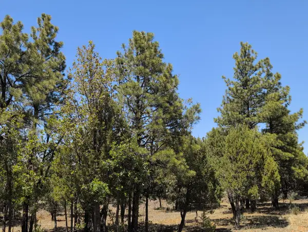 2869 Roundup Circle, Happy Jack, AZ 86024