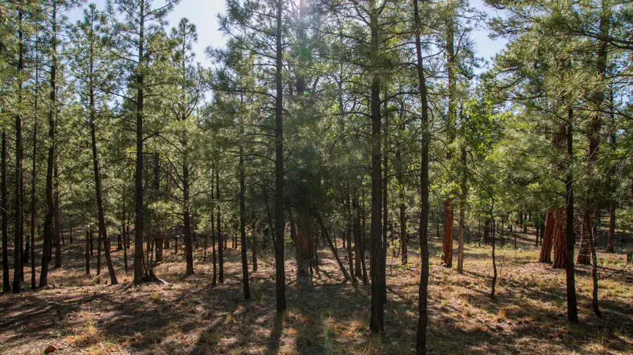 3212 Apache Drive, Happy Jack, AZ 86024 - #2