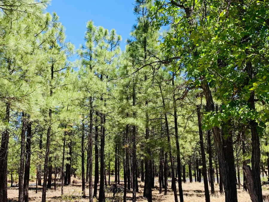 2185 Pine Canyon Drive, Happy Jack, AZ 86024 - #2