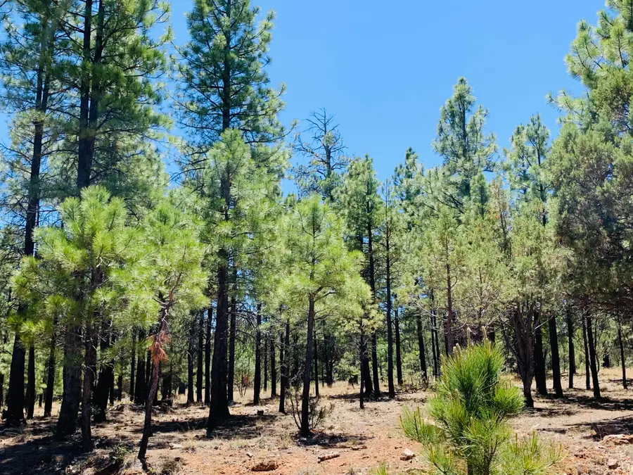 2185 Pine Canyon Drive, Happy Jack, AZ 86024 - #3