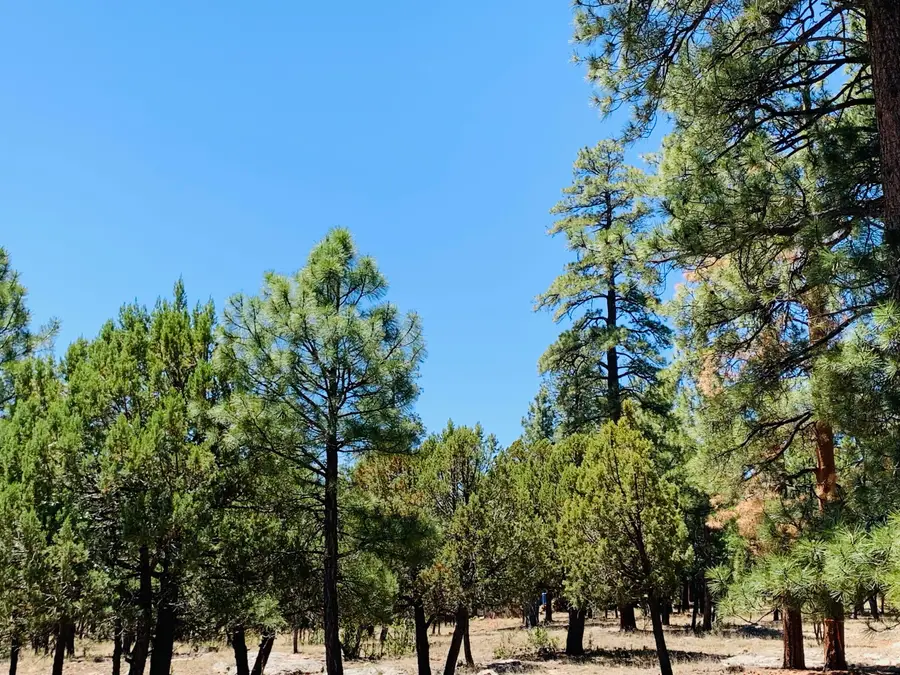 5117 Starlight Drive, Happy Jack, AZ 86024 - #2