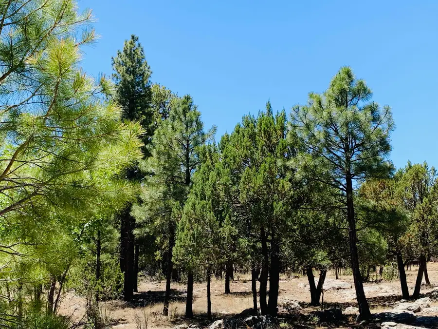 5117 Starlight Drive, Happy Jack, AZ 86024 - #3