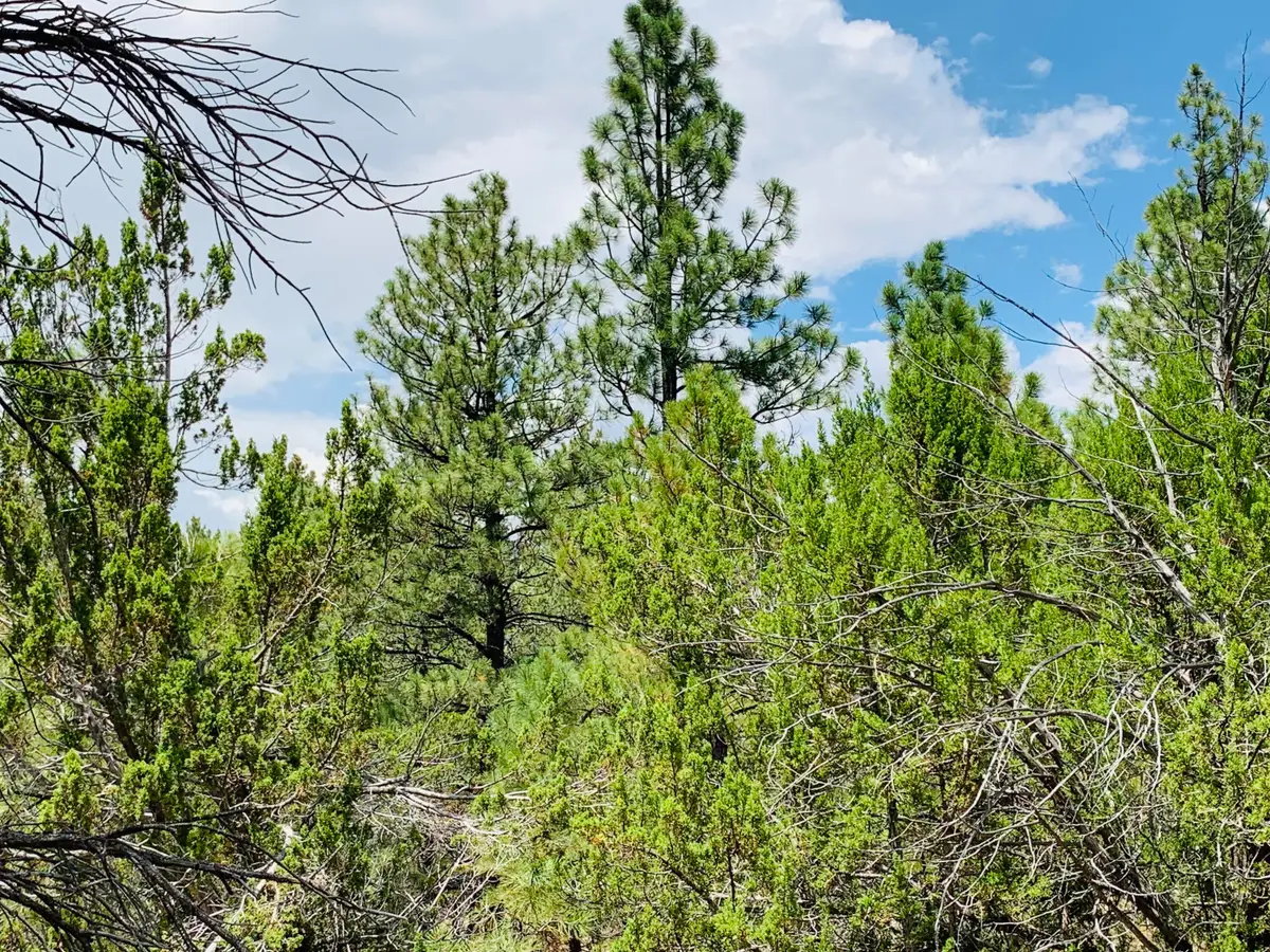 2111 Goshawk Drive, Happy Jack, AZ 86024 - #1