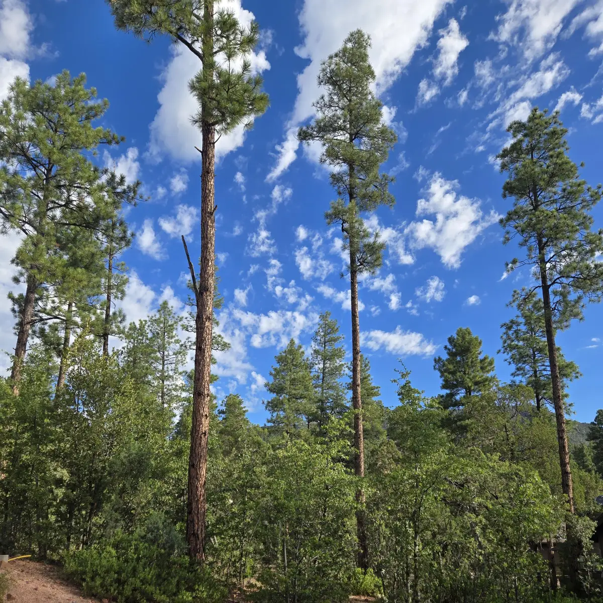 000 Forest Trail, Pine, AZ 85544 - #1