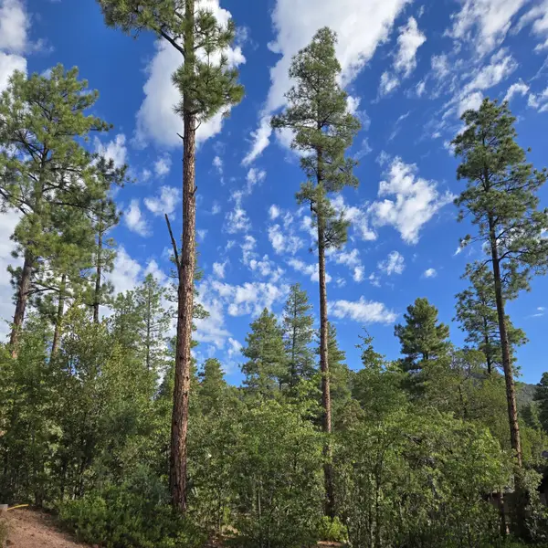 000 Forest Trail, Pine, AZ 85544