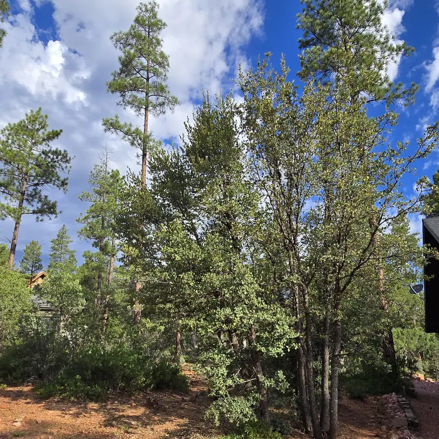 000 Forest Trail, Pine, AZ 85544 - #2