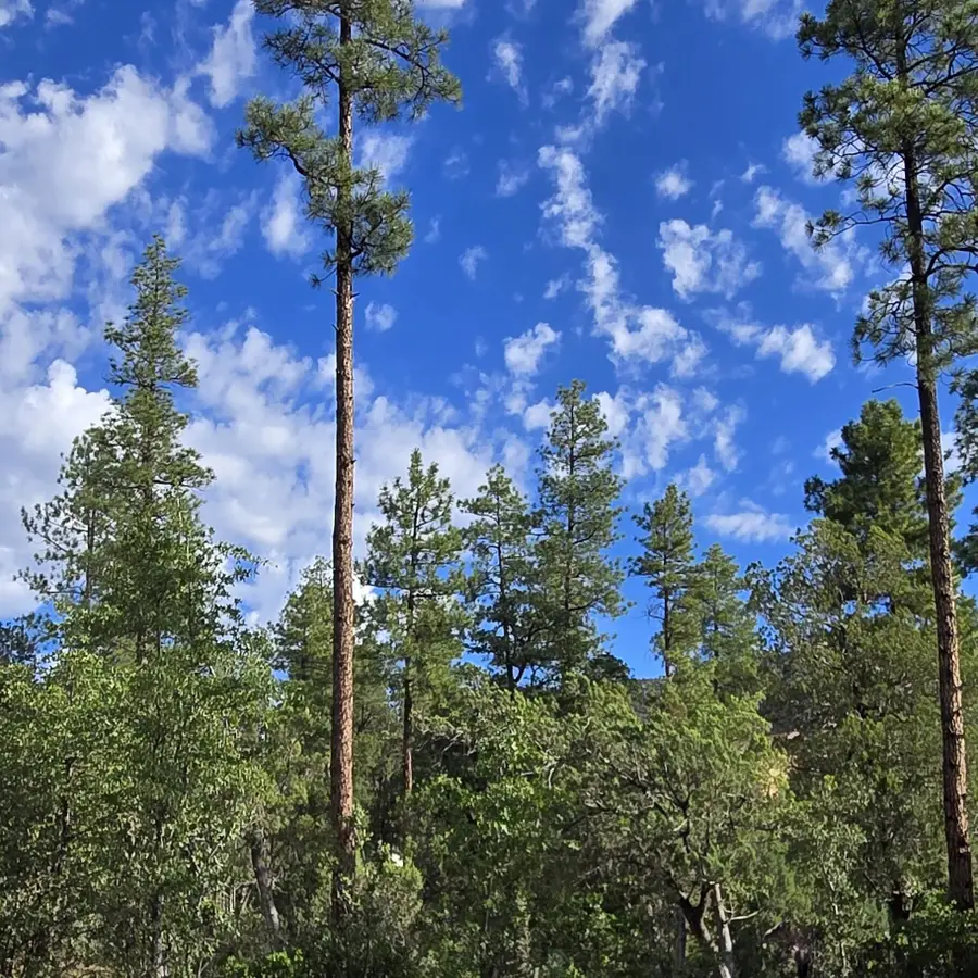 000 Forest Trail, Pine, AZ 85544 - #3