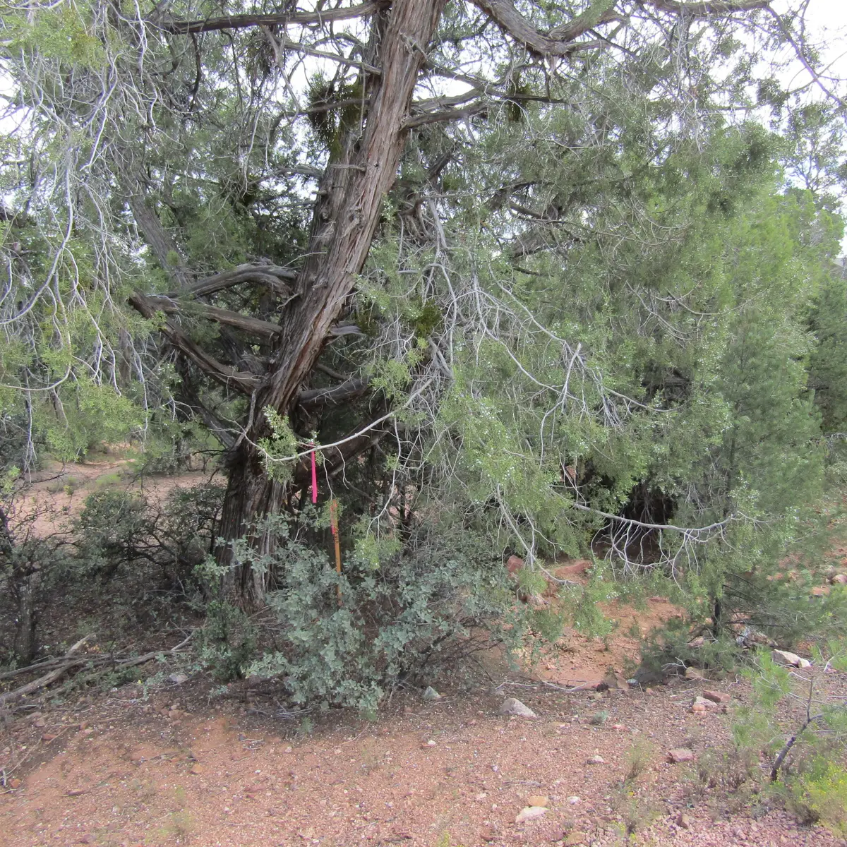 1209 N Heather Circle, Payson, AZ 85541 - #1