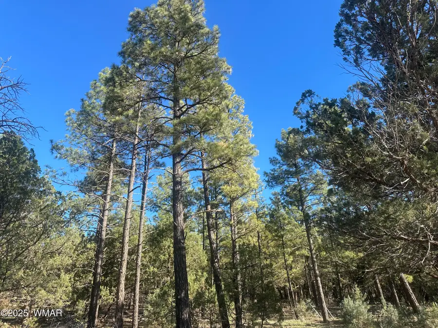 TBD Rodgers Road, Lakeside, AZ 85929 - Image #2
