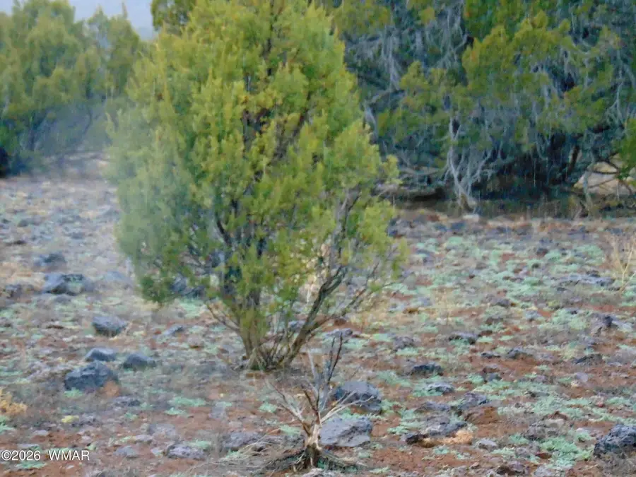 15 Mills, Concho, AZ 85924 - #2