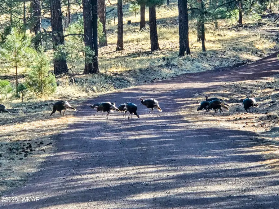 LOT 8 Red Cabin Ranch #8, Vernon, AZ 85940 - #3