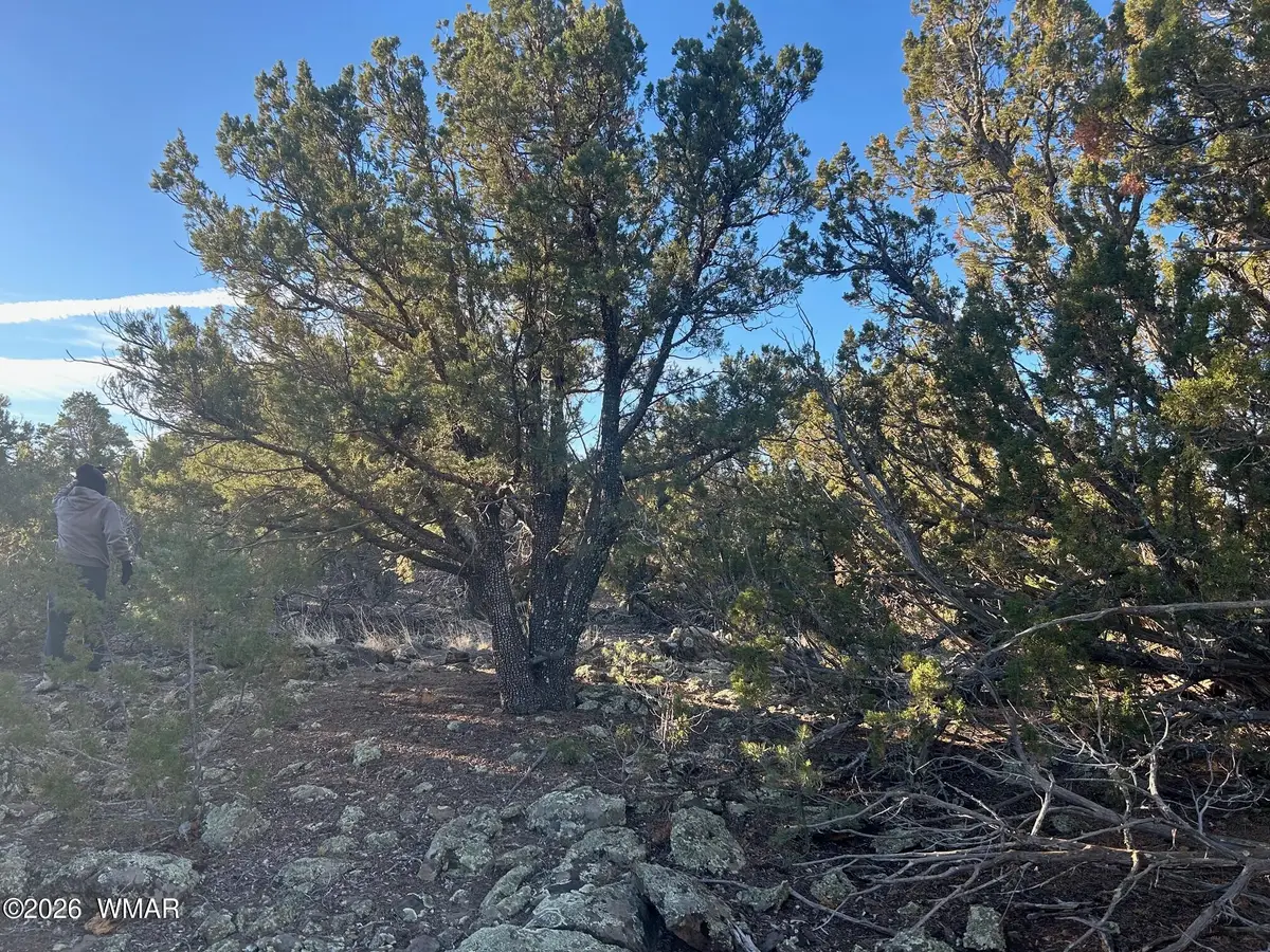 lot 80 Ranch Road, Vernon, AZ 85940 - #1