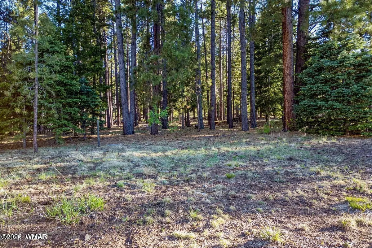 10 N 1337, Greer, AZ 85927 - #1