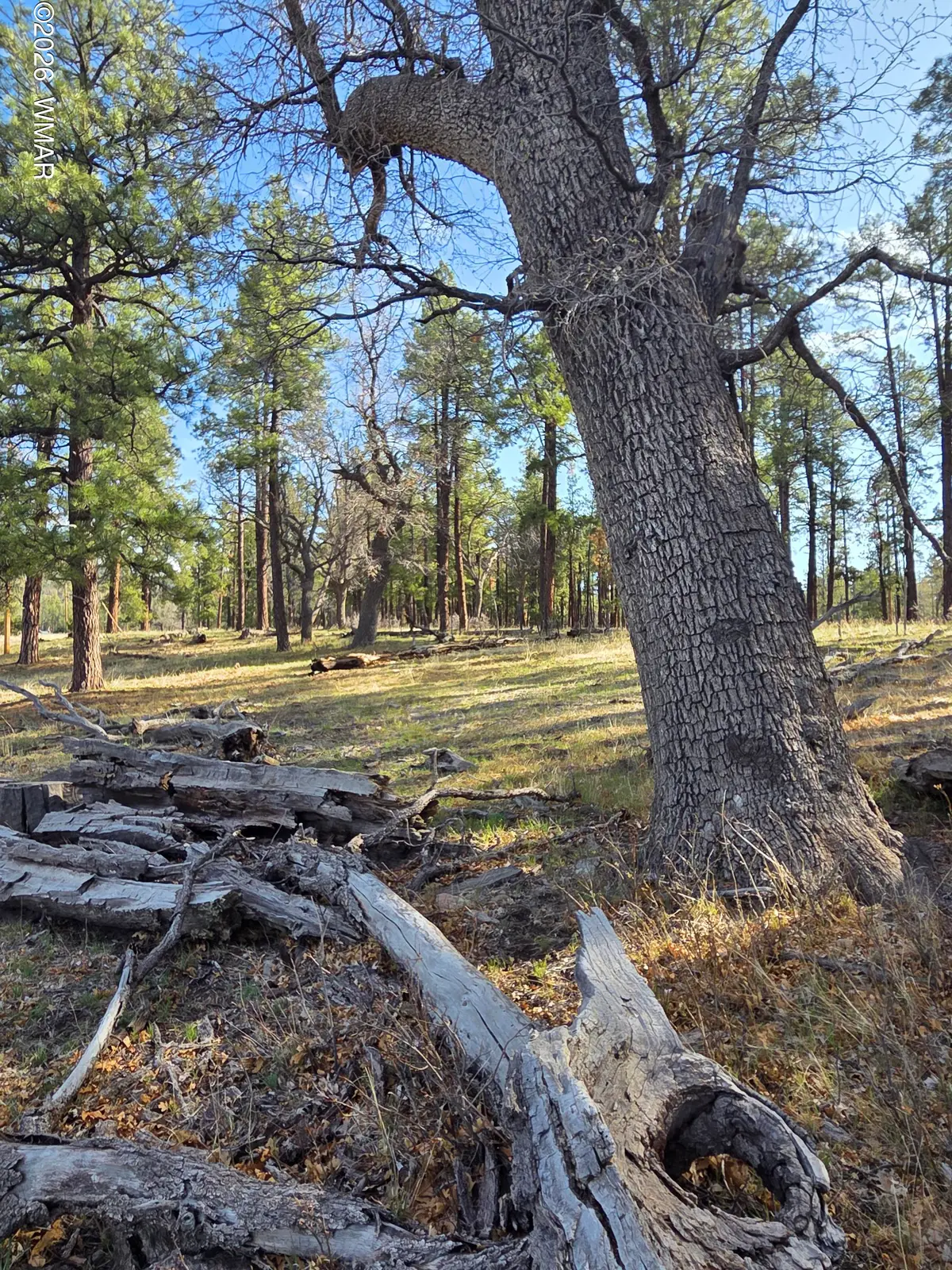 124 County Road 2117, Alpine, AZ 85920 - #1