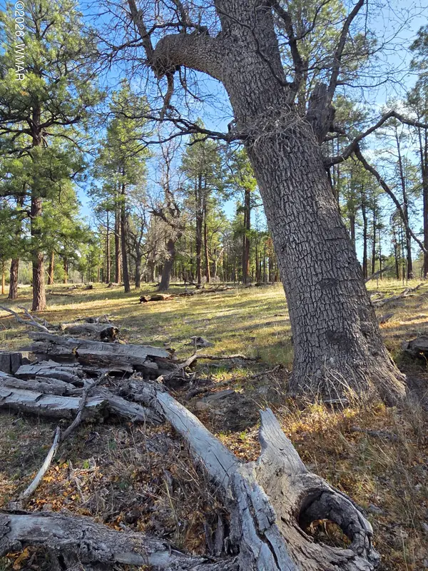 124 County Road 2117, Alpine, AZ 85920