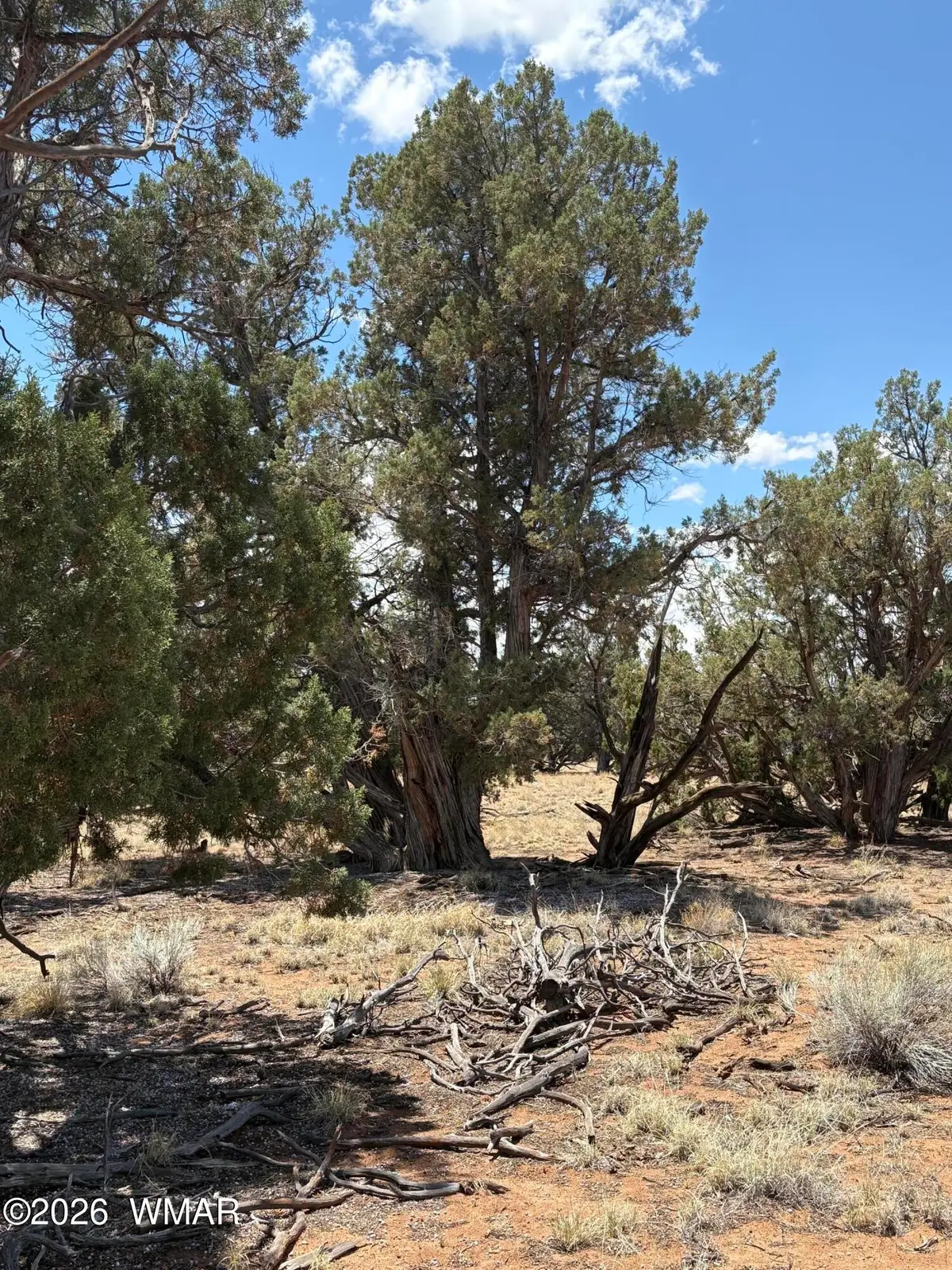 21 Pine Drive, Concho, AZ 85924 - #1