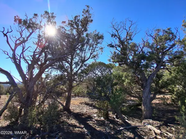 0203 County Road, Concho, AZ 85924