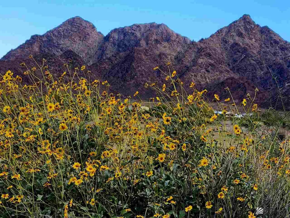 11777 S 36E, Wellton, AZ 85356 - #1