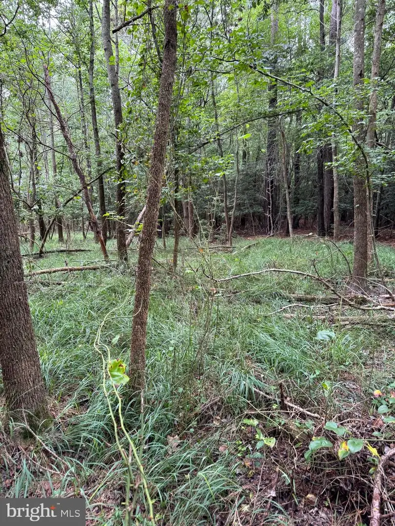 Wilson Rd, Georgetown, DE 19947 - #1