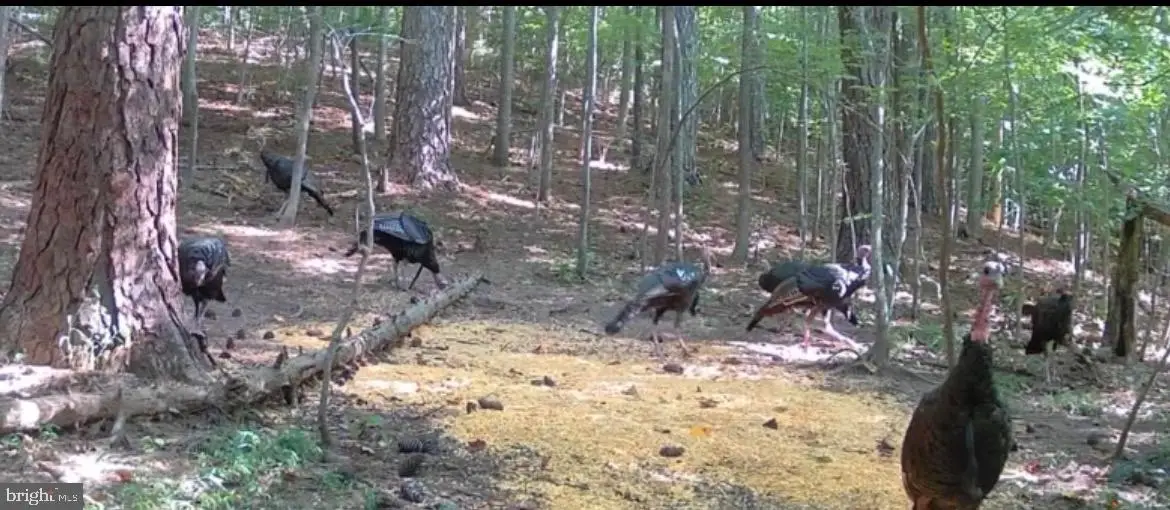 635 Tobacco Ridge Rd, Prince Frederick, MD 20678 - #1