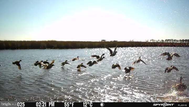 3241 Robbins Rd, Crapo, MD 21626 - Image #1