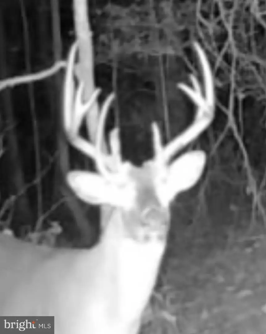 Sika, Whitetail & Turkey Church Creek Rd, Cambridge, MD 21613 - Image #2