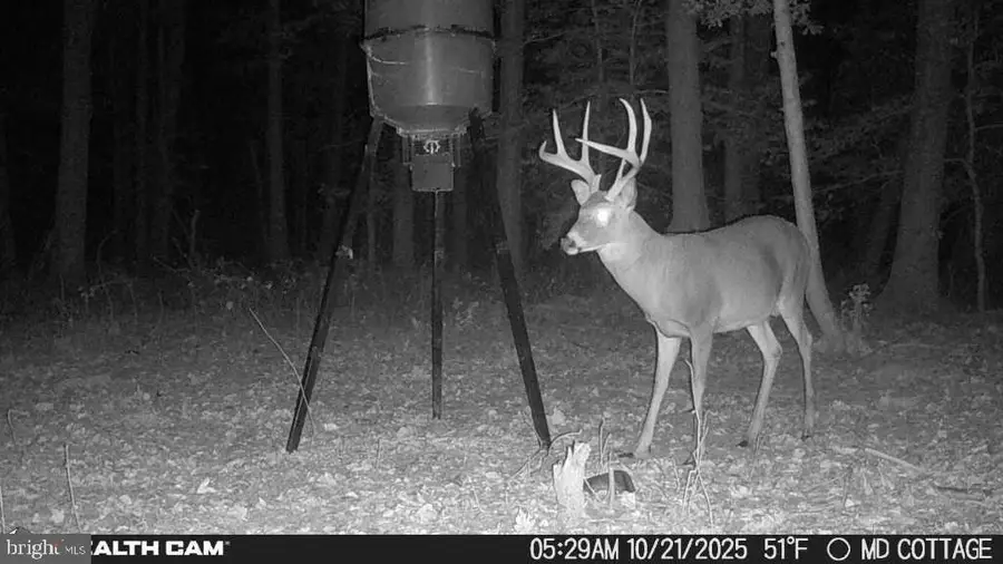 4424 Hoopers Neck Rd, Taylors Island, MD 21669 - Image #3