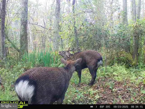 0 Calloway Wharf Rd, RHODESDALE, MD 21659