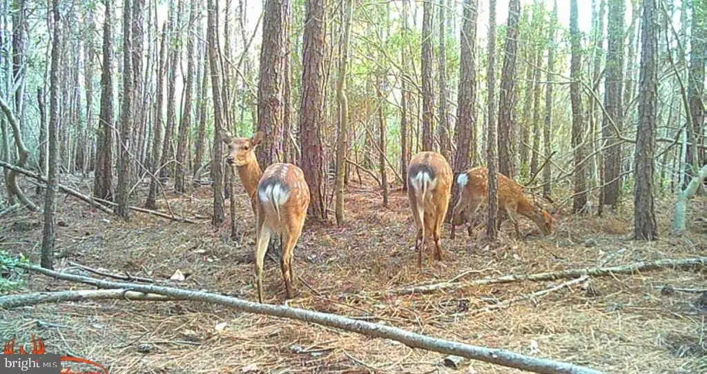 2575 Toddville Rd, Toddville, MD 21672 - Image #1