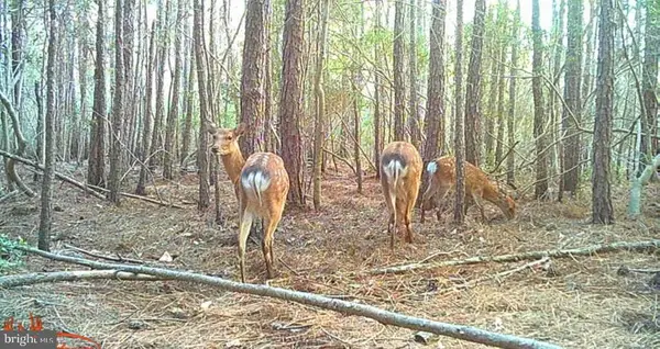 2575 Toddville Rd, TODDVILLE, MD 21672