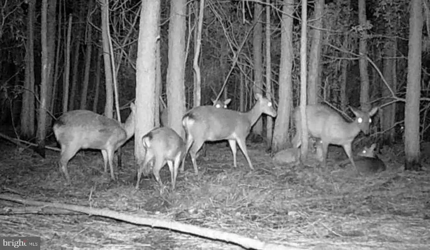 2575 Toddville Rd, Toddville, MD 21672 - Image #3