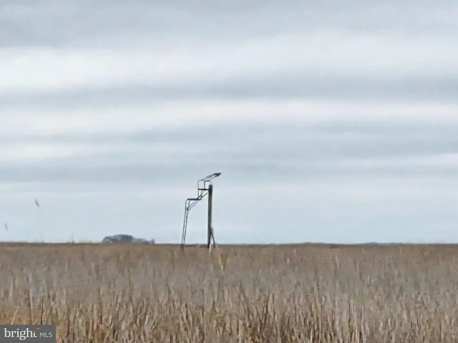 Duck, Sika & Waterfowl-- Muskrat Hbr, Crapo, MD 21626 - Image #3