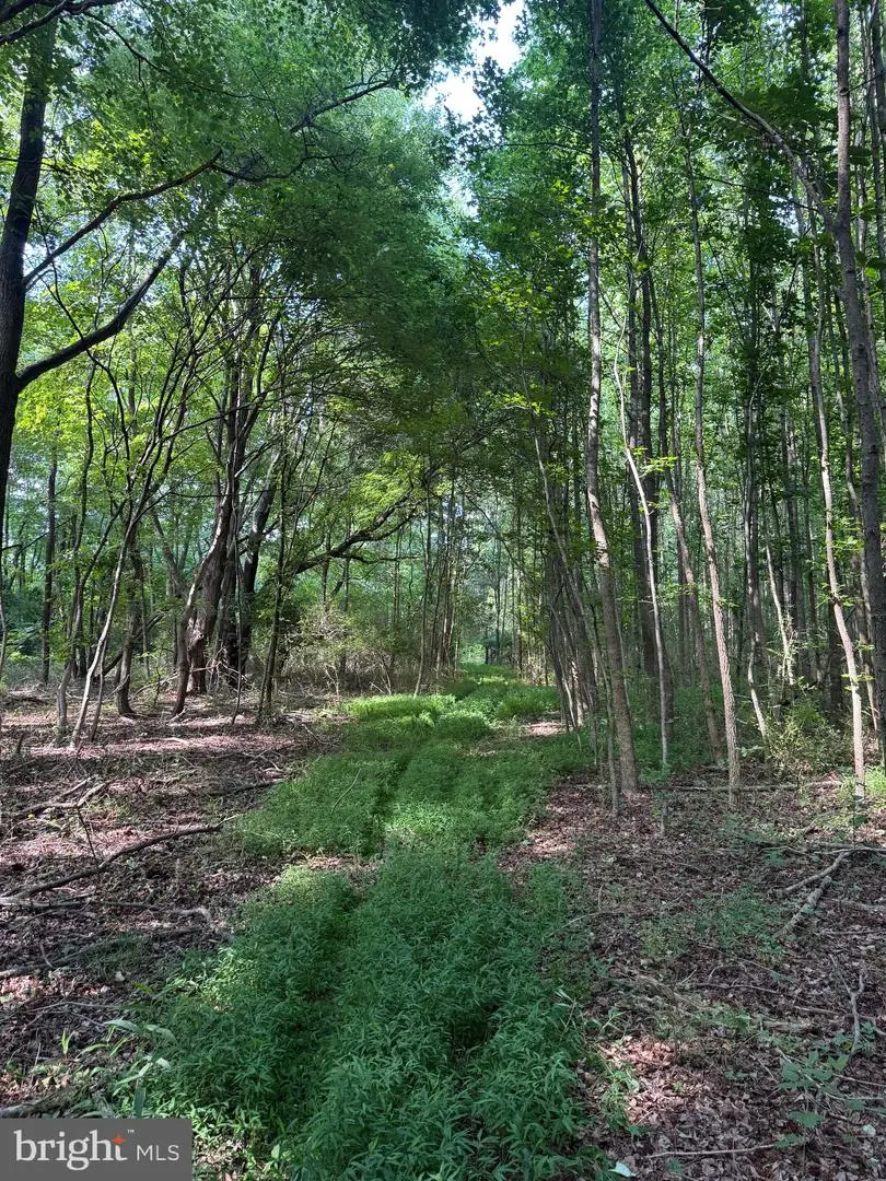 007 Kraft Rd, Vienna, MD 21869 - #2