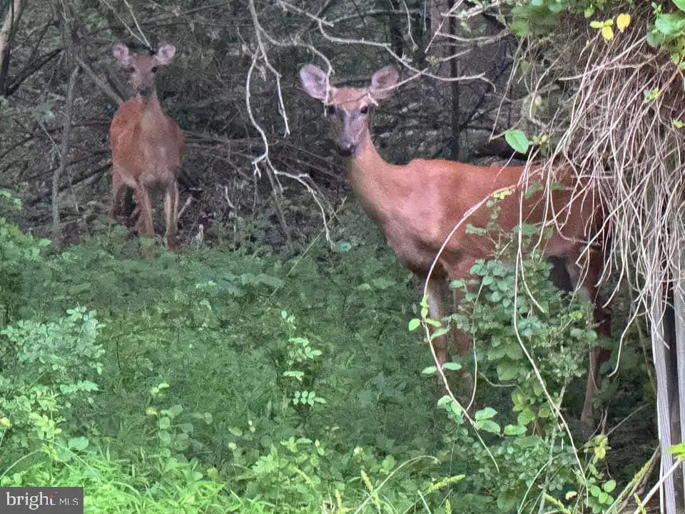 3515-b Clayton Rd, Joppa, MD 21085 - Image #1