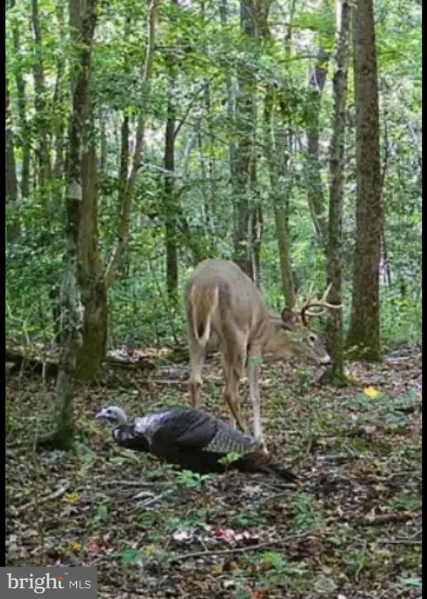 Big Woods Rd, CHURCH HILL, MD 21623