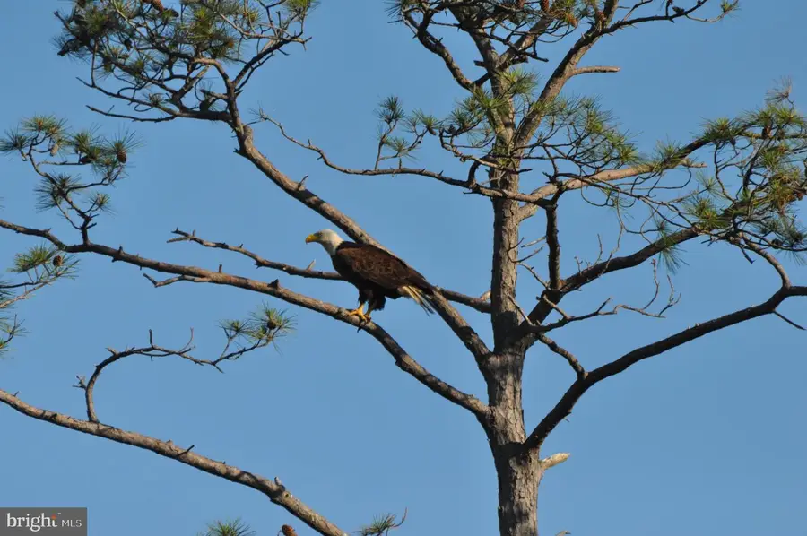 10148 Champ Rd, Princess Anne, MD 21853 - #3