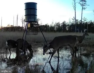 007 Mt. Vernon Rd, PRINCESS ANNE, MD 21853